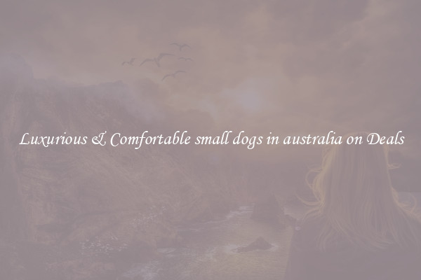 Luxurious & Comfortable small dogs in australia on Deals