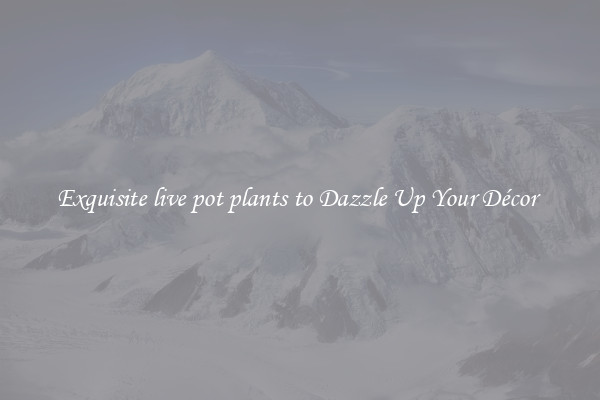 Exquisite live pot plants to Dazzle Up Your Décor 